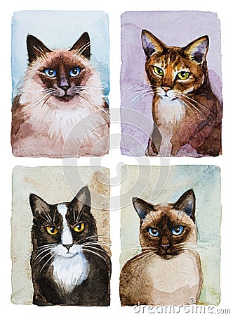 Four kinds of cats portraits isolated on white, cats breeds Stock Photo