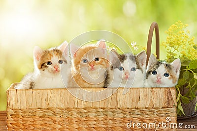 Four kittens in a basket Stock Photo