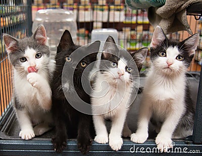 Four Kittens in Cage Pet Store Cat Black White Grey Sitting Cute Portrait Kitten Cats Pet Pets Stock Photo