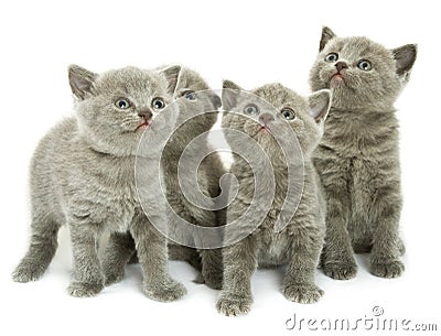 Four kittens over white Stock Photo