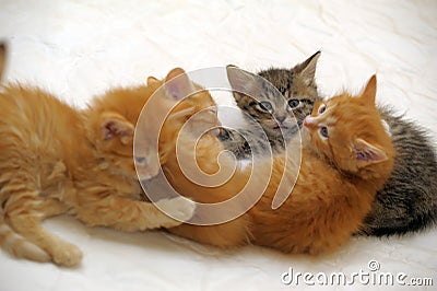 Four kittens together Stock Photo