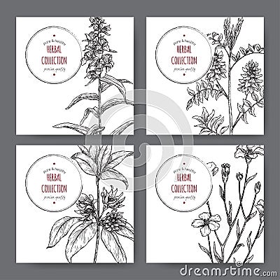 Four labels with star anise or badiane, liquorice, Digitalis and common flax sketch. Vector Illustration