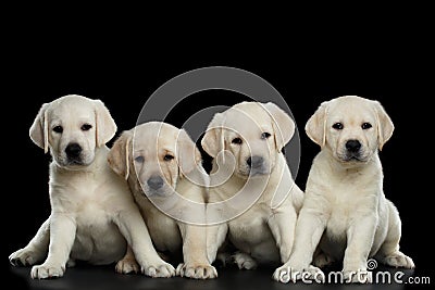 Four Labrador puppy isolated on Black background Stock Photo