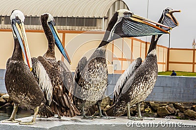 Four large pelican sitting Stock Photo