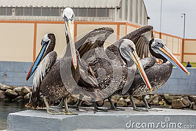 Four large pelican Stock Photo