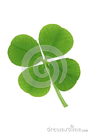 Four Leaf Clover Stock Photo