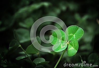 Four Leaf Clover Stock Photo