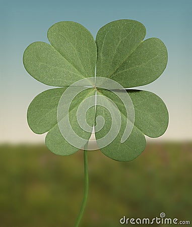 Four leaf clover Stock Photo