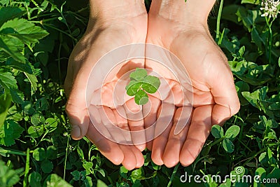 Four leaf clover Stock Photo