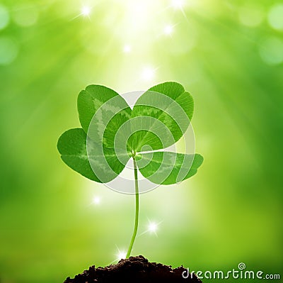 Four leaf clover on green background Stock Photo