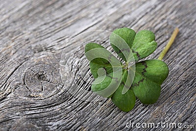 Four leaf clover Stock Photo