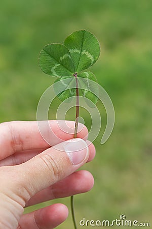 Four-leaf clover in hand vertical on a green Stock Photo