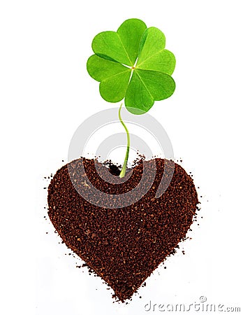 Four-leaf clover isolated Stock Photo