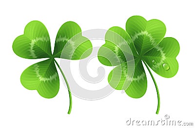 Four leaf clover isolated on white. Vector illustration Vector Illustration