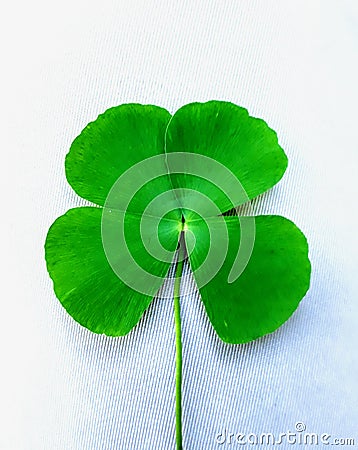 Four leaf clover of love hope faith and luck Stock Photo