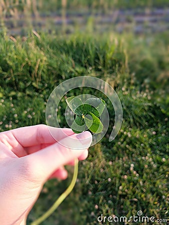 Four leaf clover Stock Photo