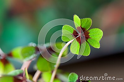 Four - Leaved Clover Stock Photo