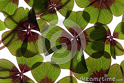 Four leaved Clover Stock Photo