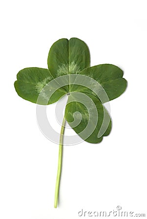 Four leaved clover Stock Photo