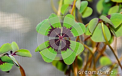 Four leaves clover, green leafs trefoil, lucky symbol close up Stock Photo