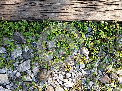 four leaves clover lucky plant and green grass on granite rocks on ground floor Stock Photo