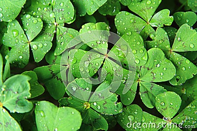 four leaves plants with water drops Stock Photo