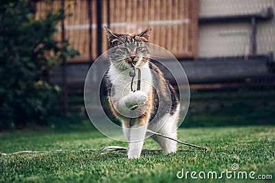 Four-legged pet plays with a string, which he bites and throws and catches with his paws. Playful and energetic kitten plays in Stock Photo