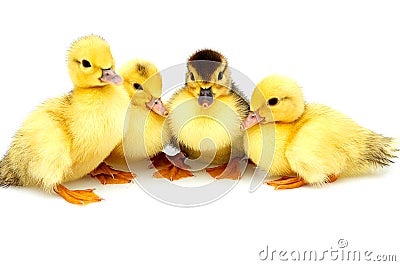 Four little ducklings. Stock Photo