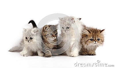 Four little persian kittens Stock Photo