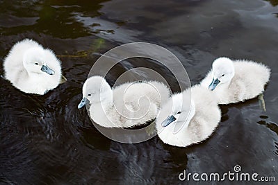 Four little swans Stock Photo