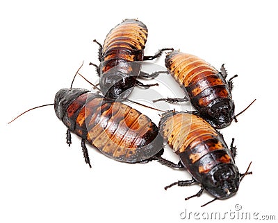 Four Madagascar cockroaches Stock Photo