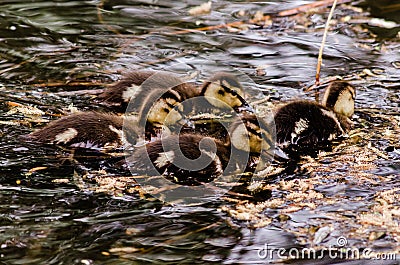 Four mallard ducklings huddled in a feeding frenzy gobbling as much as they can Stock Photo