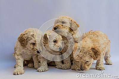 Four mini toy poodles playing Stock Photo