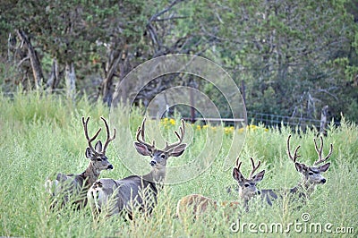 Four Mule Deer Bucks Standing Alert in a Field of Weeds Stock Photo