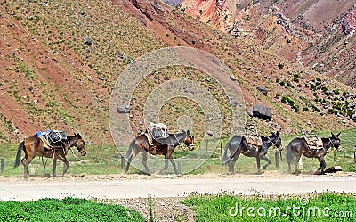 Four mules Stock Photo