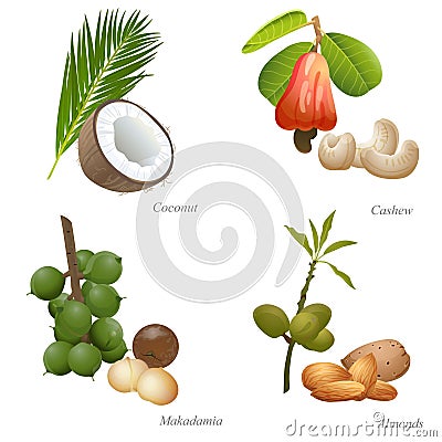 Four nuts with plant and peeled kernel Vector Illustration