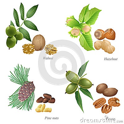 Four nuts with plant and peeled kernel Vector Illustration