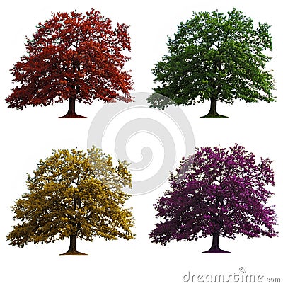 Four oak trees isolated Stock Photo