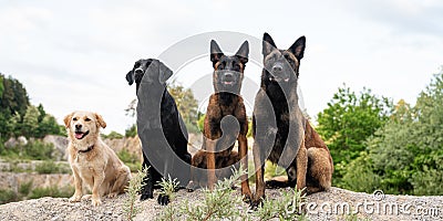 Four obedient dogs sitting in a line outside Stock Photo