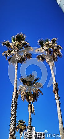 Four palm trees against a blue sky. Stock Photo