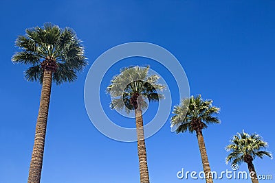 Four Palm Trees against a blue sky Stock Photo