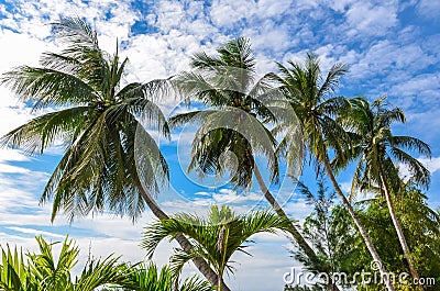 Four palm trees on blue sky Stock Photo