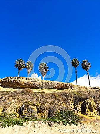 Four Palm Trees California Beach Stock Photo