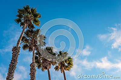 Four palm trees. Stock Photo