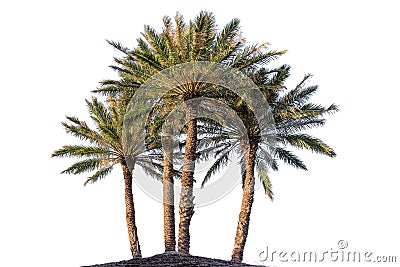 Four palm trees Stock Photo