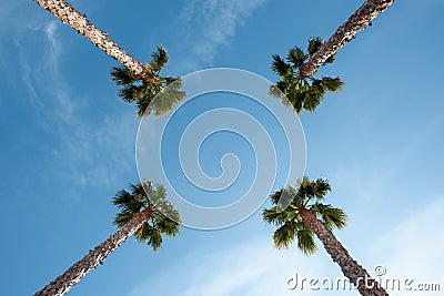 Four palm trees over blue sky perspective view Stock Photo