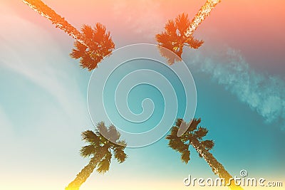 Four palm trees over blue sky perspective view with retro film light flare Stock Photo