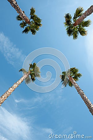 Four palm trees over blue sky on vacation beach Stock Photo