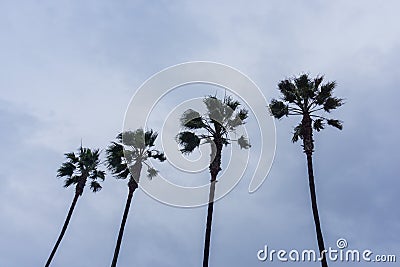 Four palm trees on an overcast sky background, California Stock Photo