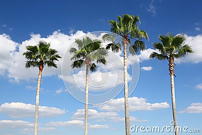 Four palm trees in a row Stock Photo